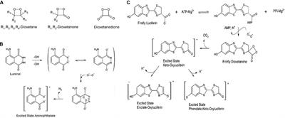 Recent Advances in Self-Exciting Photodynamic Therapy